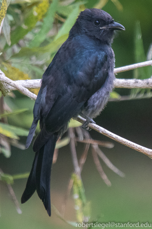 forked tailed drongo